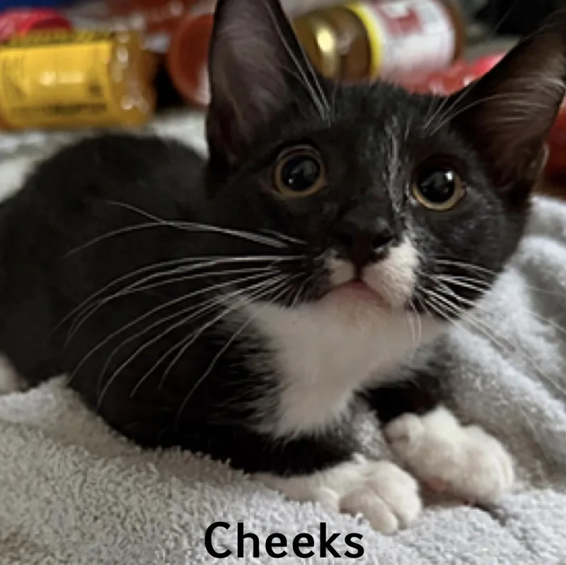 A baby medium-sized male Black & White / Tuxedo Domestic Short Hair cat named Cheeks for adoption in Rochester, NY