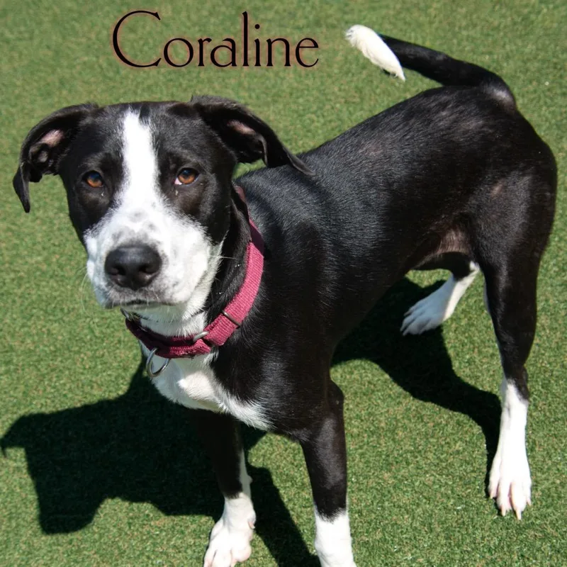 Coraline thumbnail 5