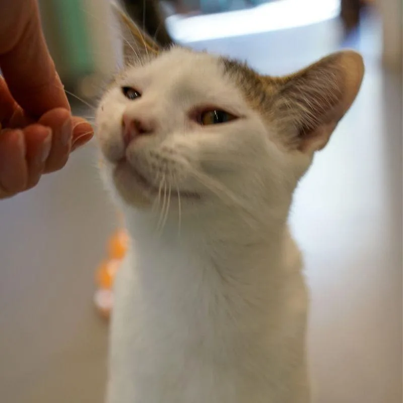 A young medium-sized male Domestic Short Hair cat named Andre for adoption in Jackson, WY
