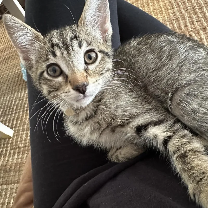 A baby small-sized female Domestic Short Hair cat named Avril for adoption in Normal, IL