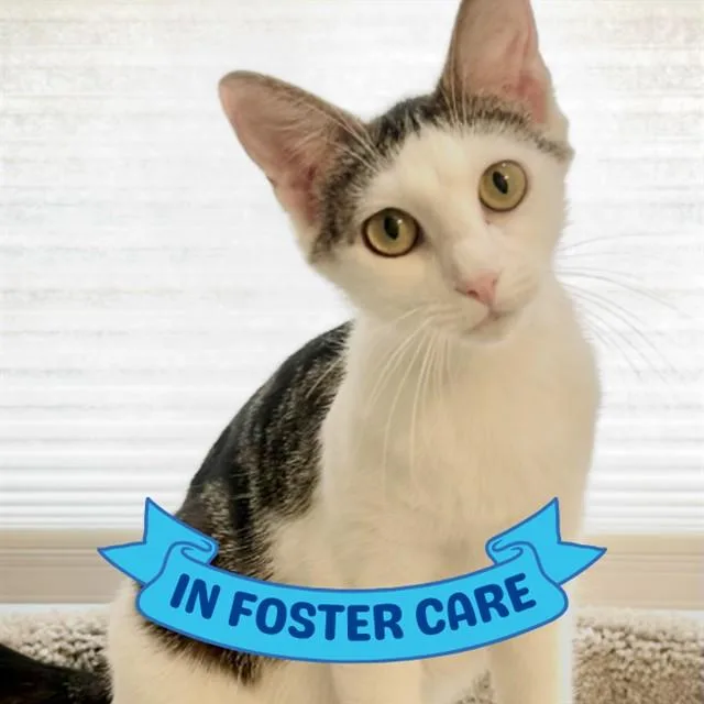 A young small-sized female Domestic Short Hair cat named Daisy for adoption in Tallahassee, FL