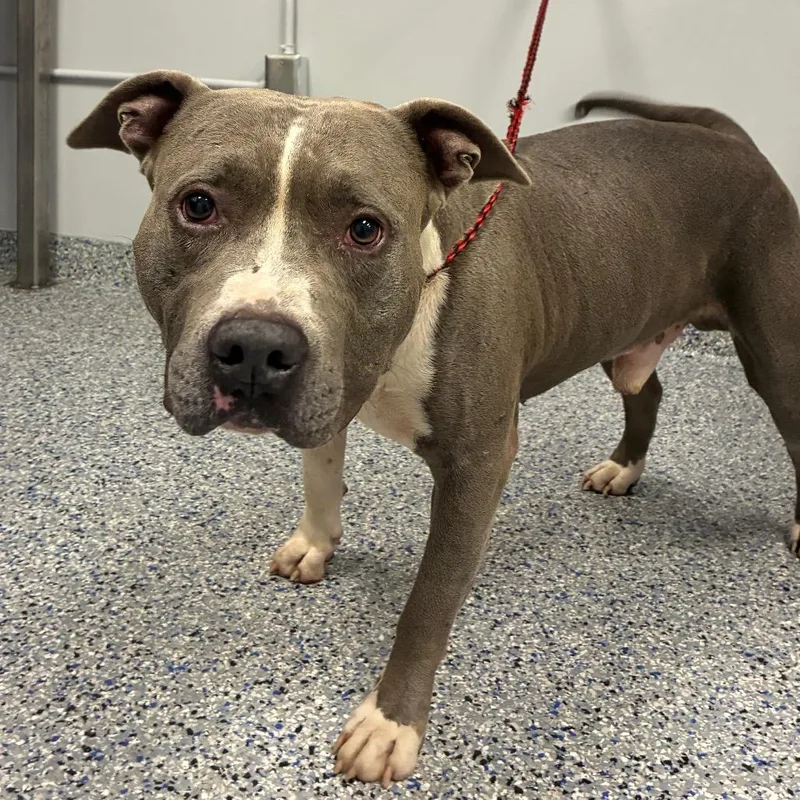 An adult large-sized male Mixed Breed dog named Pibble for adoption in Greenville, SC