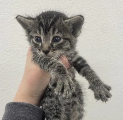 A baby small-sized male Domestic Medium Hair cat named Paisley for adoption in Sacramento, CA