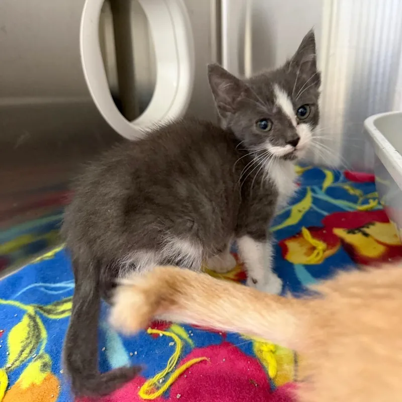 A baby small-sized male Gray / Blue / Silver Domestic Short Hair cat named Olie for adoption in Detroit Lakes, MN