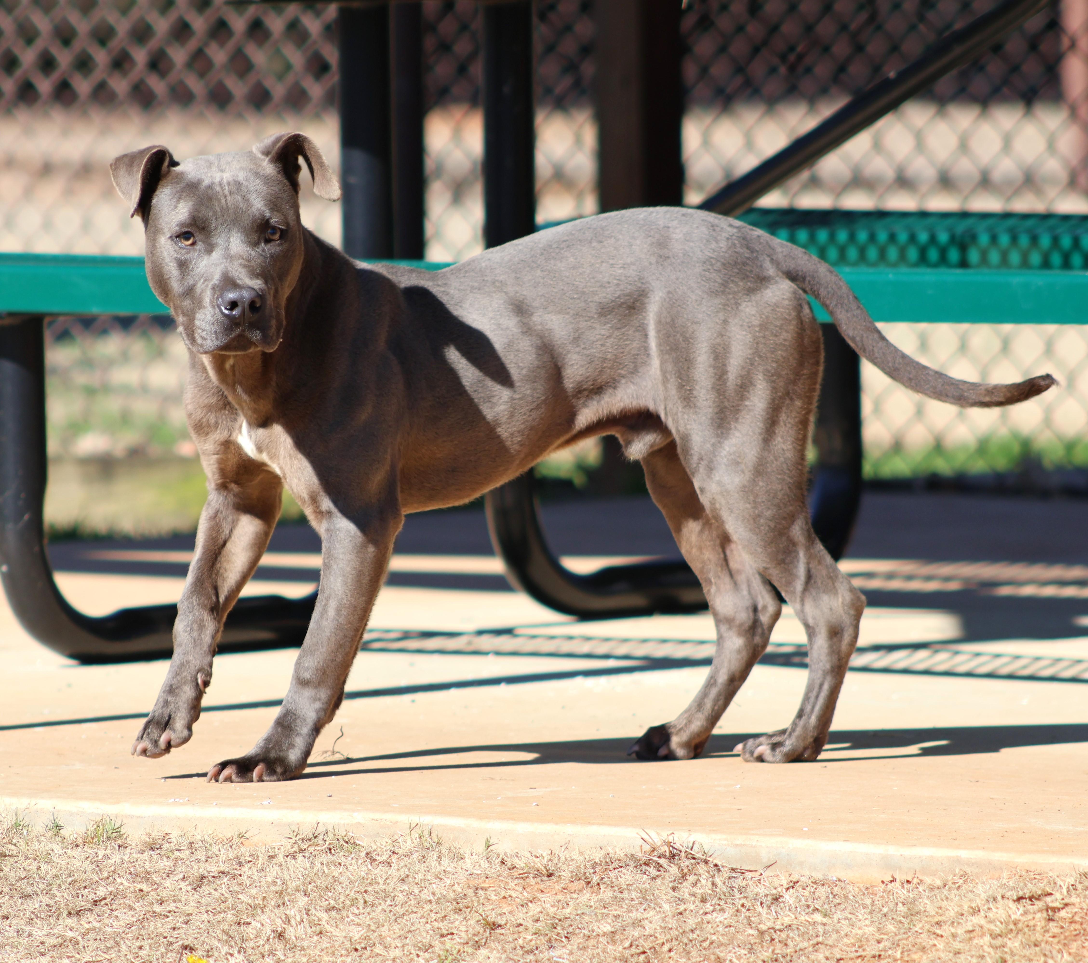 A young large-sized male Staffordshire Bull Terrier dog named Grey for adoption in Appling, GA
