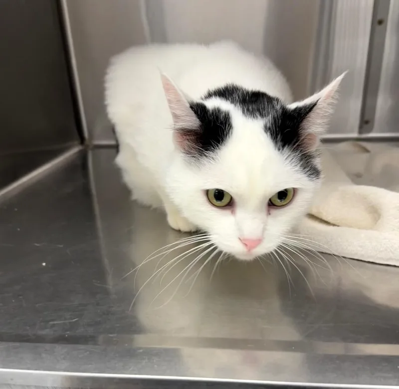 An adult small-sized male Domestic Short Hair cat named Meelo for adoption in Thousand Oaks, CA