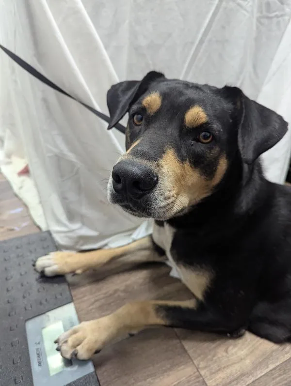 An adult large-sized female Anatolian Shepherd dog named Licorice for adoption in San Diego, CA