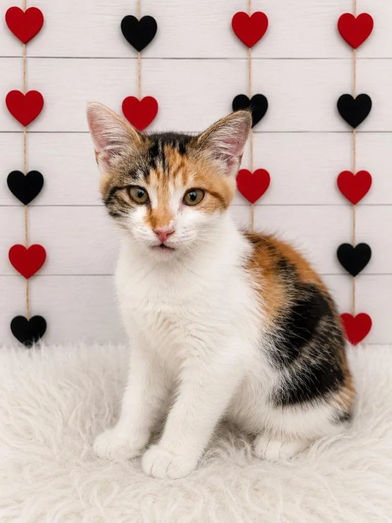 A baby small-sized female Domestic Short Hair cat named Dorothy for adoption in Corpus Christi, TX