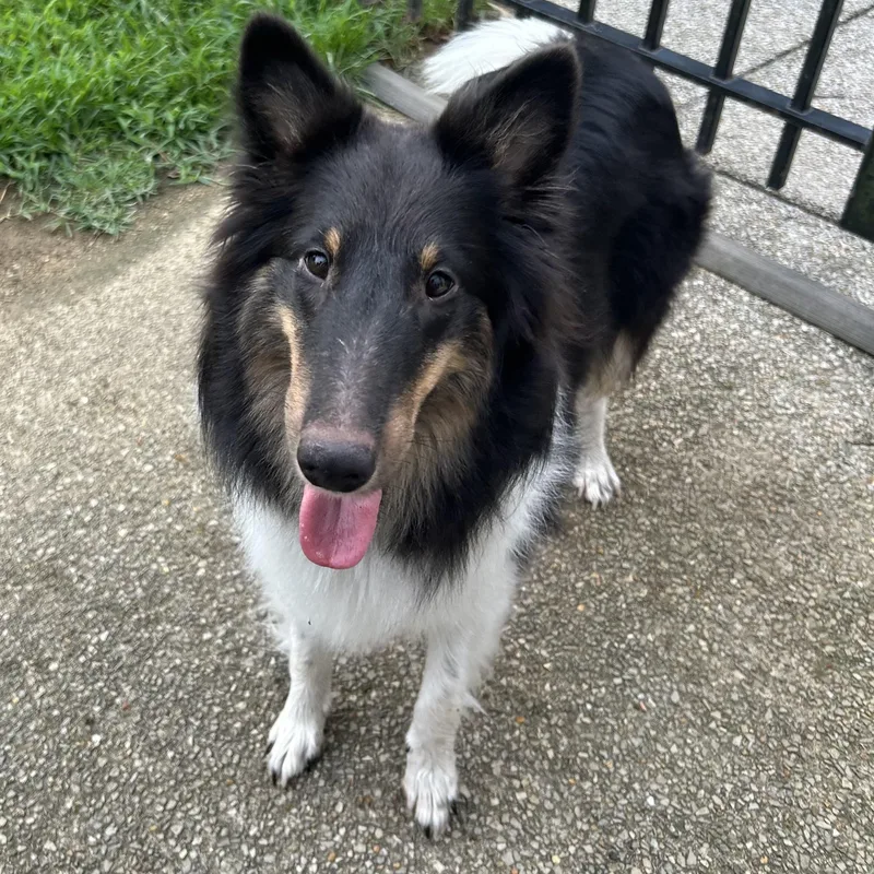 A young small-sized female Tricolor (Brown, Black, & White) Shetland Sheepdog / Sheltie dog named Jasmine for adoption in Rock Hill, SC
