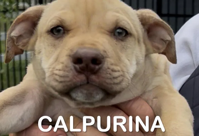 A baby medium-sized female Golden Pit Bull Terrier dog named Calpurina for adoption in Woodland, CA