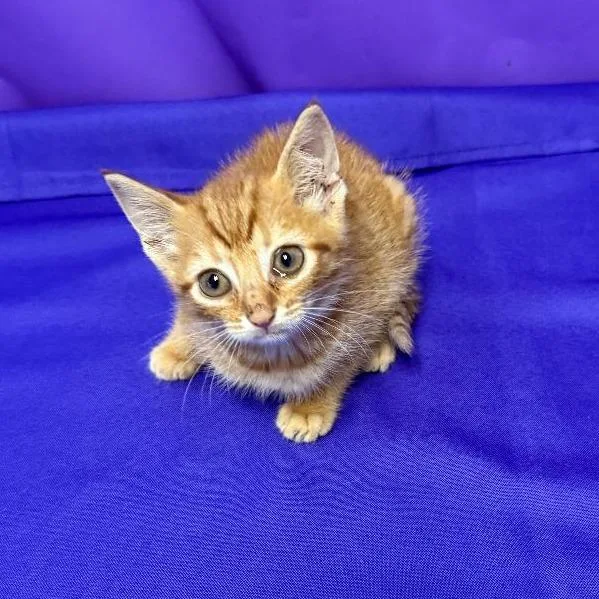 A baby small-sized male Orange / Red Domestic Short Hair cat named Fuji for adoption in North Myrtle Beach, SC