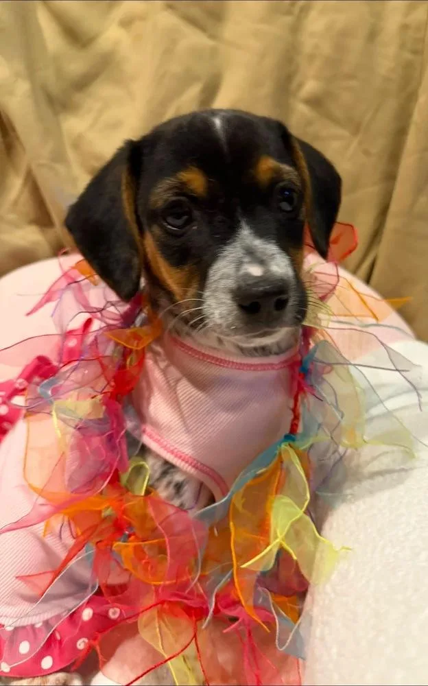 A baby medium-sized female Beagle dog named Swirl for adoption in Scranton, PA
