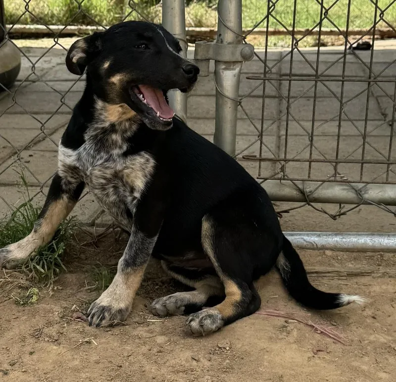 Molly  Holly’s Litter