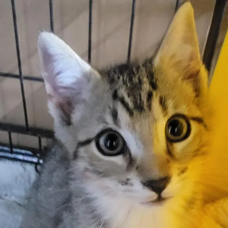 Kingston thumbnail 2