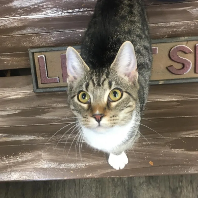 Kingston thumbnail 3