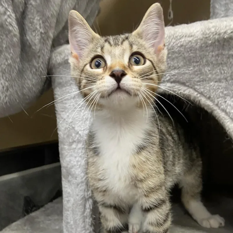 Kingston thumbnail 4