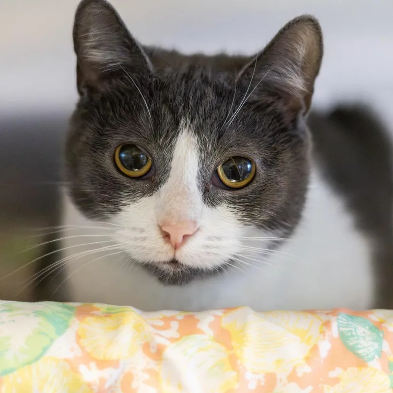An adult medium-sized female Gray / Blue / Silver Domestic Short Hair cat named Sugar Plum for adoption in Newark, DE