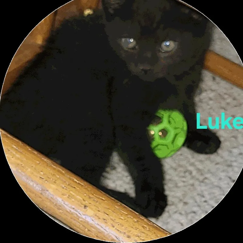 A baby small-sized male Black Domestic Short Hair cat named Luke for adoption in Columbia Station, OH