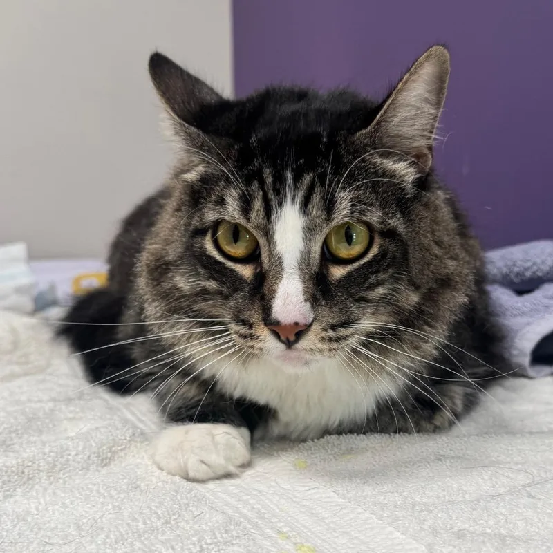 An adult large-sized male Maine Coon cat named Flash for adoption in Englewood, FL