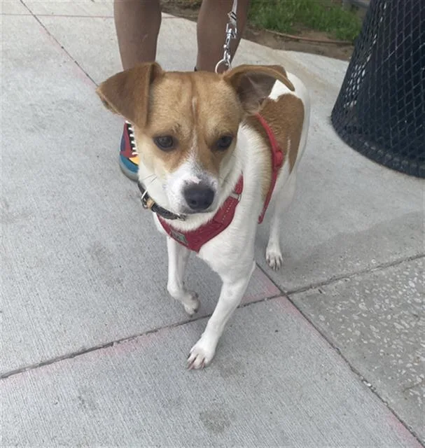 A young medium-sized male Mixed Breed dog named Tod for adoption in Dallas, TX