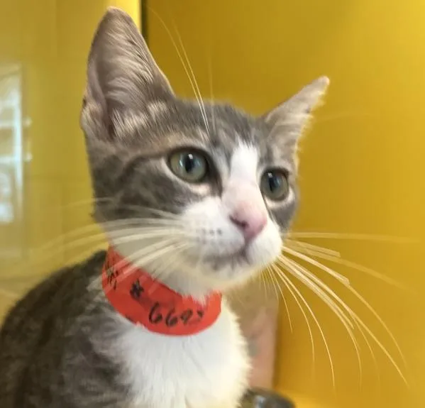 A baby small-sized male Domestic Short Hair cat named Biscotti for adoption in Golden, CO