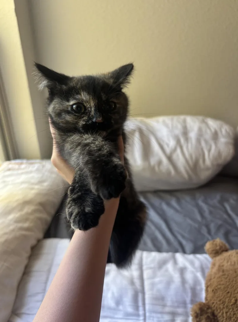 A baby small-sized female Tortoiseshell Domestic Short Hair cat named Peaches for adoption in Davis, CA