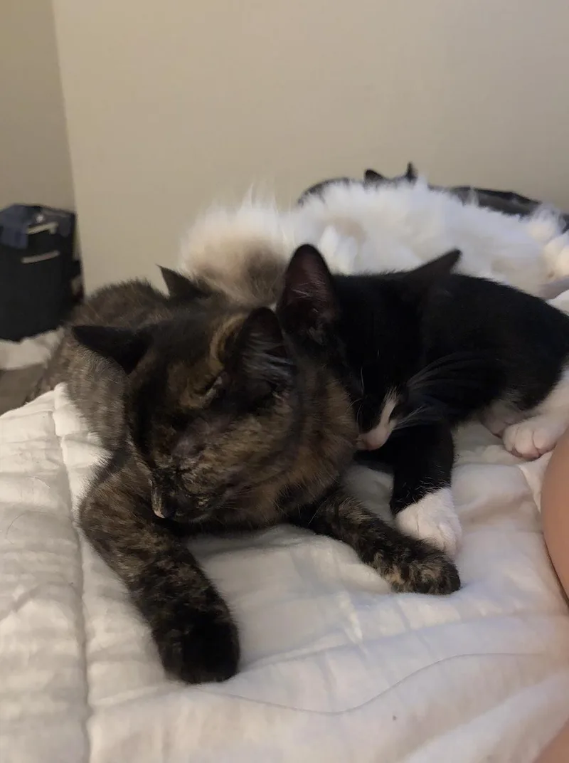 Peaches thumbnail 3