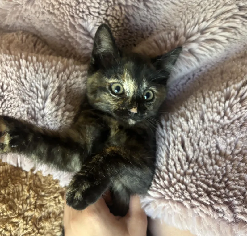 Peaches thumbnail 4