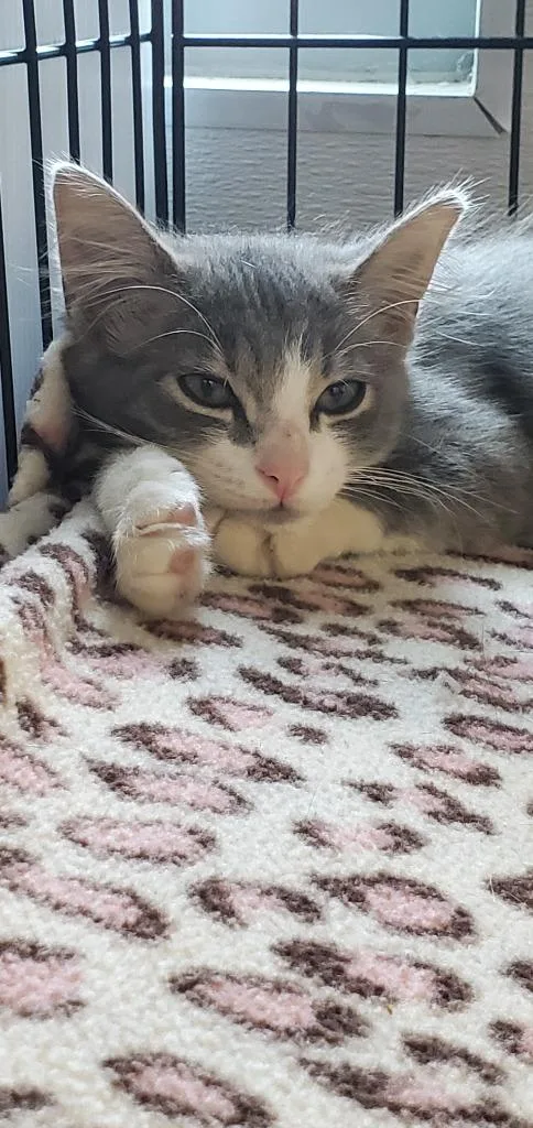 A baby medium-sized male Domestic Long Hair cat named Bronze for adoption in Denham Springs, LA
