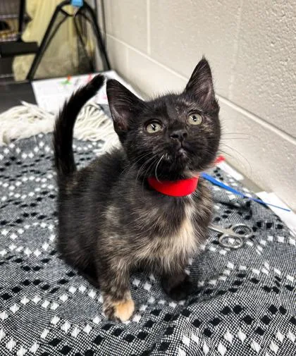 A baby small-sized female Domestic Short Hair cat named Iris for adoption in Westland, MI