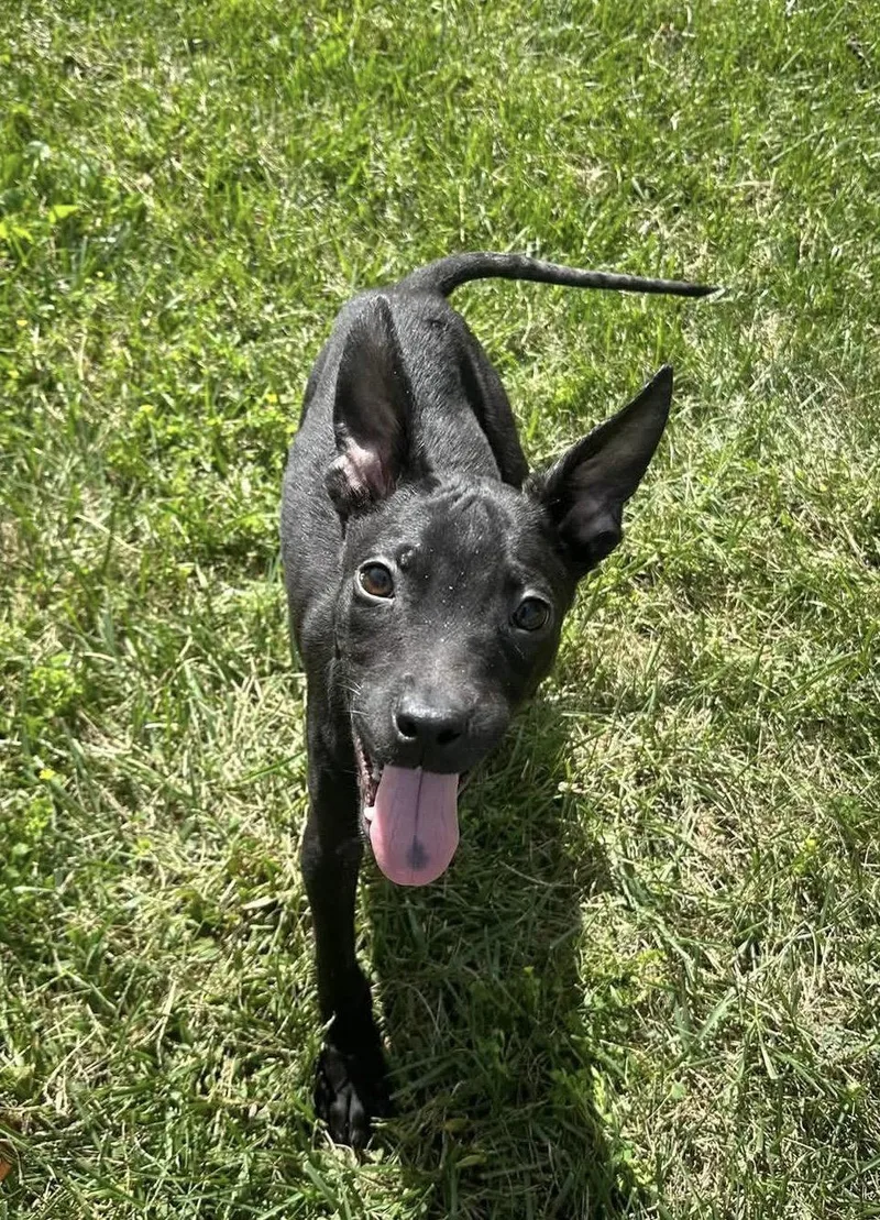 A baby medium-sized male Terrier dog named Shock G for adoption in Germantown, OH
