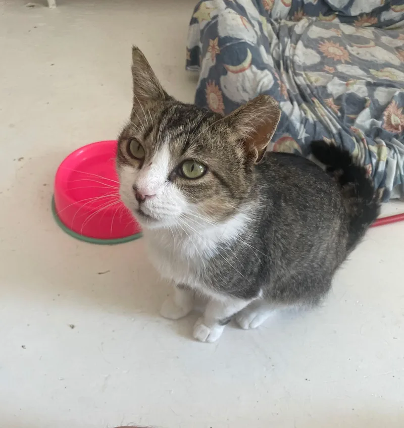 An adult medium-sized male Tabby (Buff / Tan / Fawn) Tabby cat named Robby for adoption in Independence, OH