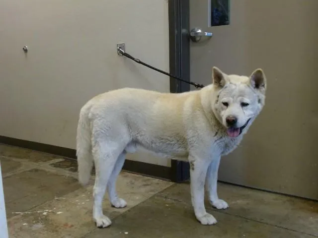 An adult large-sized male Akita dog named Oleo for adoption in Ontario, CA