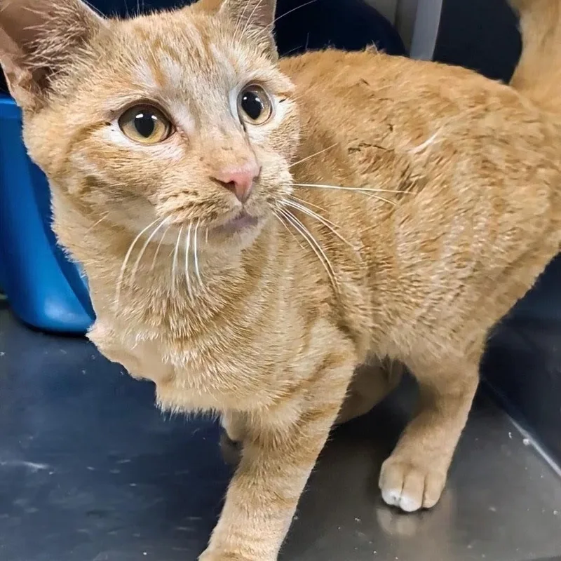 A baby medium-sized male Tabby (Orange / Red) Domestic Short Hair cat named Orange Crush for adoption in West Jefferson, OH