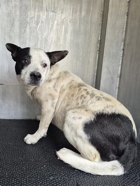 A young medium-sized male American Staffordshire Terrier dog named Peas for adoption in San Antonio, TX
