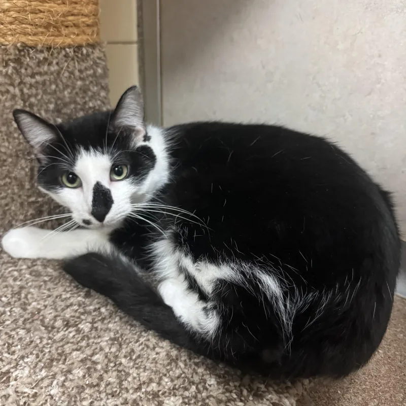 A young small-sized male Black & White / Tuxedo Domestic Short Hair cat named Homie for adoption in Waterloo, IA