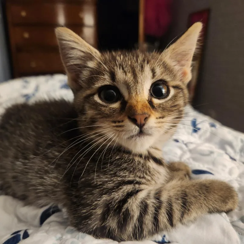A baby small-sized female Gray / Blue / Silver Domestic Short Hair cat named MentosC for adoption in East Saint Louis, IL