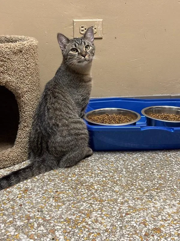 A young medium-sized male Tabby (Brown / Chocolate) Tabby cat named Ron Weasley for adoption in Chicago, IL