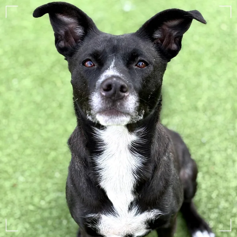 An adult medium-sized female Black Shepherd dog named Nina for adoption in Upland, CA