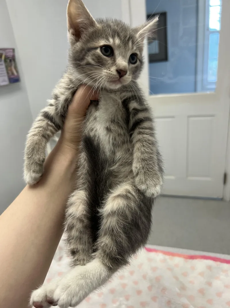 A young medium-sized female Tabby (Gray / Blue / Silver) Domestic Short Hair cat named Pebbles for adoption in Gaithersburg, MD