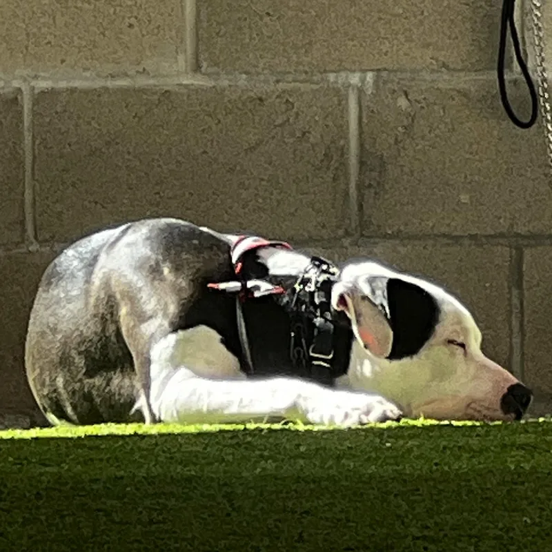 Rascal   Loyal thumbnail 3