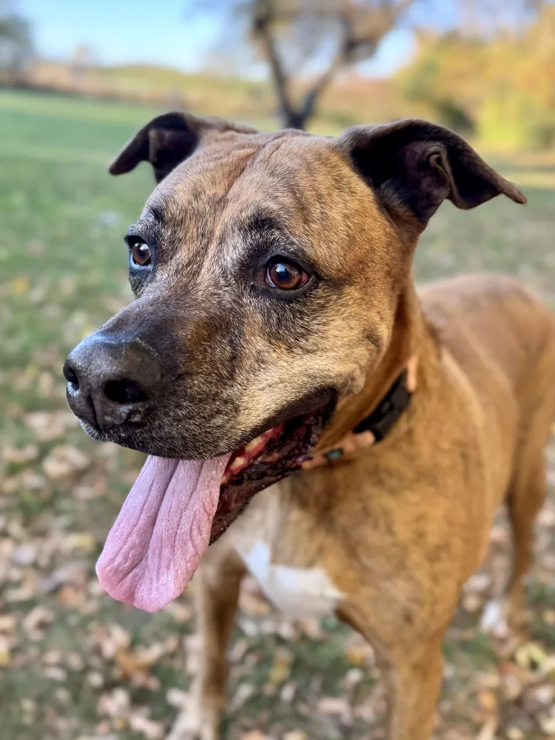 A senior large-sized male Brindle Mixed Breed dog named Diesel for adoption in Midland, MI