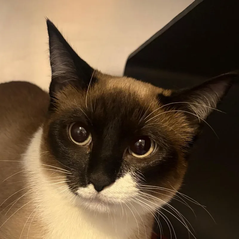 A young medium-sized female Seal Point Domestic Short Hair cat named Frisky for adoption in Chicago, IL