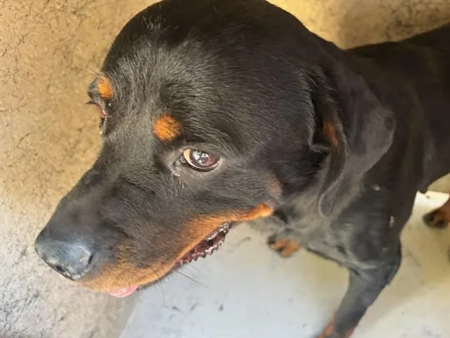 An adult large-sized female Rottweiler dog named Happy for adoption in Oklahoma City, OK