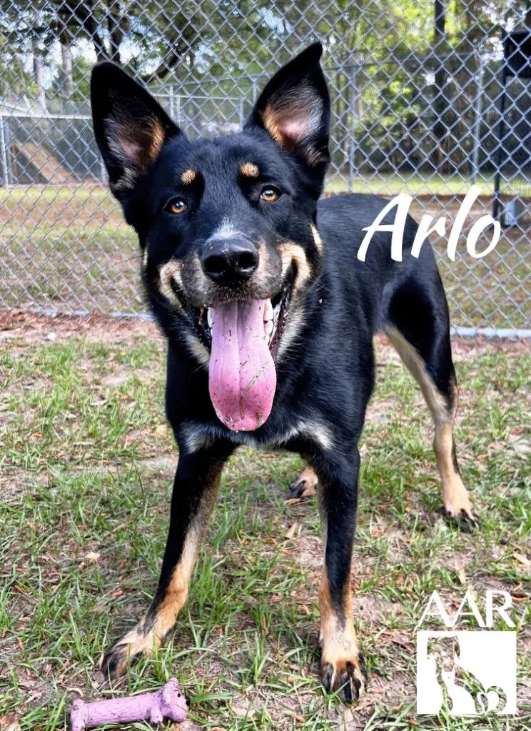 A young large-sized male German Shepherd Dog dog named Arlo for adoption in Magnolia, TX