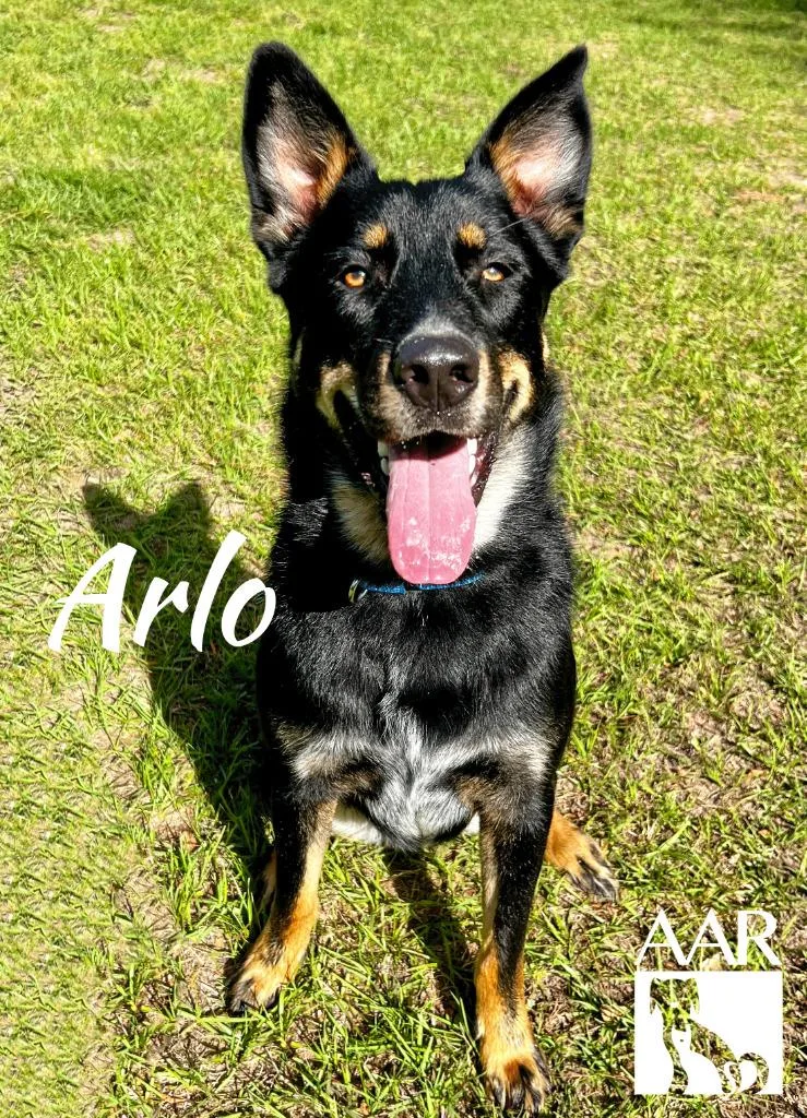 Arlo thumbnail 2