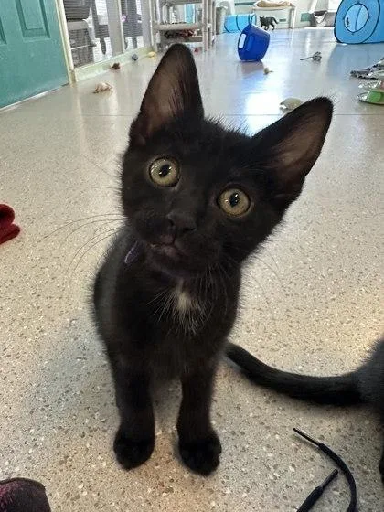 A baby small-sized female Domestic Short Hair cat named Murphy for adoption in Winona, MN