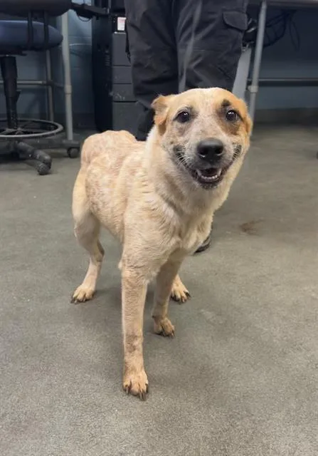 An adult medium-sized female Australian Cattle Dog / Blue Heeler dog named Bea Arthur for adoption in San Antonio, TX