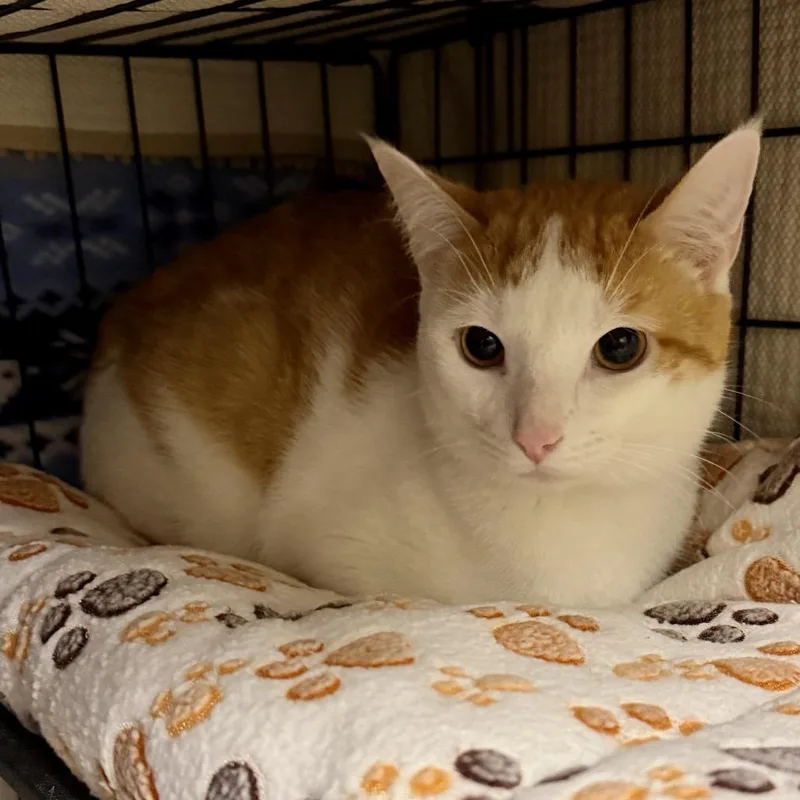An adult medium-sized male White Domestic Short Hair cat named Parker for adoption in Middleburg Heights , OH