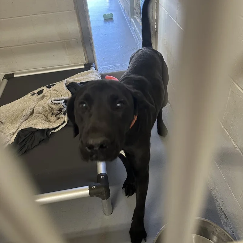 An adult large-sized male Black Labrador Retriever dog named Gravy for adoption in Morganton, NC